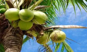 سفر سخت نارگیل از سرزمین های سبز تا قفسه فروشگاه (ویدیو)