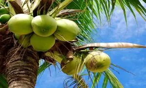 سفر سخت نارگیل از سرزمین های سبز تا قفسه فروشگاه (ویدیو)