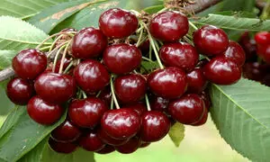 بهترین روش کاشت درخت گیلاس در خانه (ویدیو)