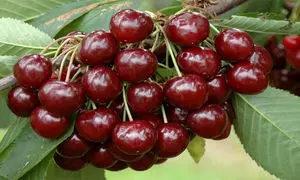 بهترین روش کاشت درخت گیلاس در خانه (ویدیو)