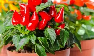 سریع ترین راه کاشت و پرورش فلفل در خانه (ویدیو)