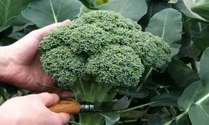 کلم بروکلی؛ از کاشت بذر تا برداشت محصول (ویدیو)