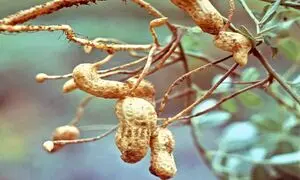 در مزارع کشت بادام زمینی چه می‌گذرد؟ (ویدیو)