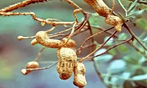 در مزارع کشت بادام زمینی چه می‌گذرد؟ (ویدیو)