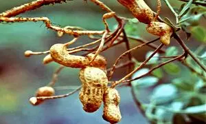 در مزارع کشت بادام زمینی چه می‌گذرد؟ (ویدیو)