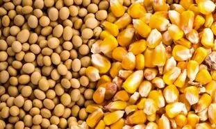 وضعیت پروژه های دام و طیور و سهام بورسی