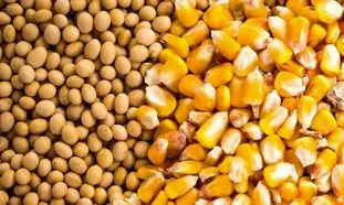 وضعیت پروژه های دام و طیور و سهام بورسی