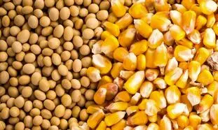 وضعیت پروژه های دام و طیور و سهام بورسی