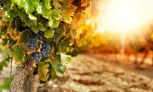 چگونه در خانه انگور بکاریم؟ (ویدیو)