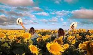 کجا مزرعه آفتابگردان دارد؟