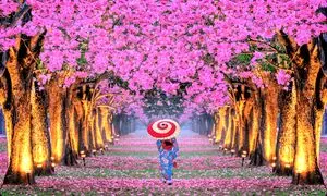 سفر به سرزمین شکوفه های گیلاس با تور ژاپن