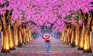 سفر به سرزمین شکوفه های گیلاس با تور ژاپن