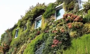 مزایا و معایب استفاده از دیوار سبز