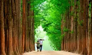 نکاتی که قبل از رفتن به تور ژاپن باید بدانید