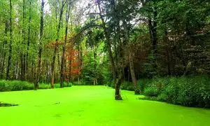 5 تفریح جذاب و مهیج در پارک جنگلی سراوان رشت