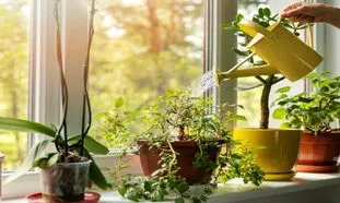 ترفندهای جالب نگهداری صحیح از گل آپارتمانی