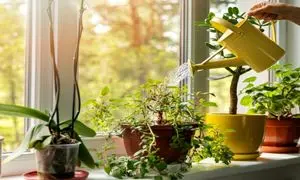 ترفندهای جالب نگهداری صحیح از گل آپارتمانی