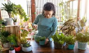 بهترین گیاه آپارتمانی برای هدیه به تازه عروس ها