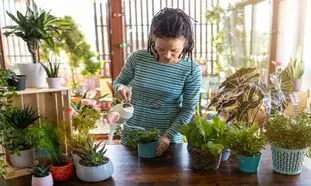 بهترین گیاه آپارتمانی برای هدیه به تازه عروس ها