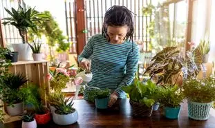 بهترین گیاه آپارتمانی برای هدیه به تازه عروس ها