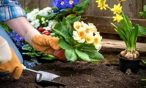 ایده های جالب برای گل کاری حیاط خانه (ویدیو)