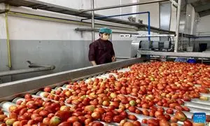 نگاهی به کارخانه رب گوجه فرنگی در افغانستان (ویدیو)