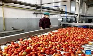 نگاهی به کارخانه رب گوجه فرنگی در افغانستان (ویدیو)