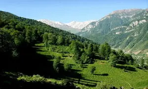 جنگل های سوخته زاگرس احیا می شود