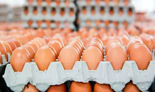 نرخ مصوب تخم مرغ اعلام شد