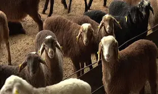 قیمت گوشت از دامداری تا بازار چقدر گران می‌شود؟