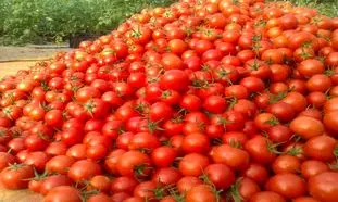 گوجه فرنگی ۲۰ روز دیگر‌ ارزان می‌شود