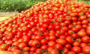 گوجه فرنگی ۲۰ روز دیگر‌ ارزان می‌شود