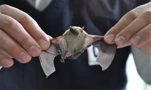 چینی ها باز هم سوپ خفاش می خورند!