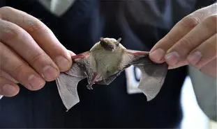 چینی ها باز هم سوپ خفاش می خورند!