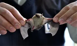 چینی ها باز هم سوپ خفاش می خورند!