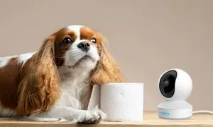 4 دوربین مداربسته برای کنترل از راه دور حیوانات خانگی + قیمت