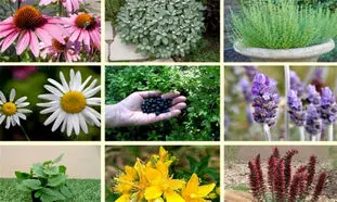 برای مقابله با کرونا از چه محصول گیاهی استفاده کنیم؟