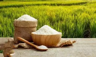 بورس خرید برنج ایرانی در رشت کجاست؟