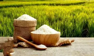 بورس خرید برنج ایرانی در رشت کجاست؟