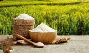 بورس خرید برنج ایرانی در رشت کجاست؟