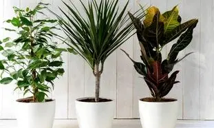 پشه گل های آپارتمانی چگونه به وجود می آیند؟