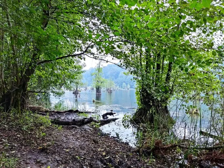 سفر به جنگلی سرسبز ؛ تنگه نارنج بن کجاست ؟