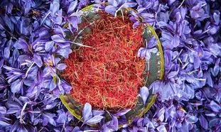 همکاری جدید نوین زعفران با گلرنگ پخش