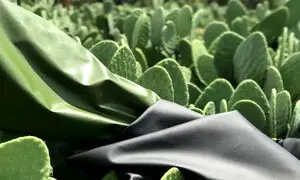 تولید چرم گیاهی از کاکتوس ناپال تجاری سازی شد