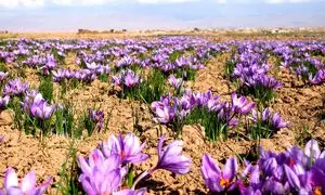 برنامه و جدول کوددهی زعفران