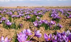 برنامه و جدول کوددهی زعفران
