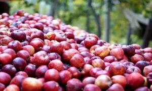 آینده‌ ای سبز و پایدار با کشاورزی احیایی؛ پروژه نستله در مزارع سیب