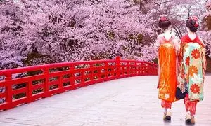 رزرو تور نوروزی ژاپن برای دیدن شکوفه های گیلاس از آمیتیس تراول