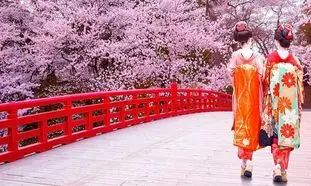 رزرو تور نوروزی ژاپن برای دیدن شکوفه های گیلاس از آمیتیس تراول