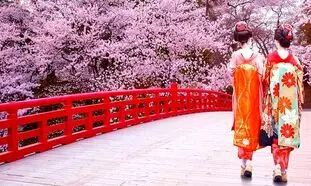 رزرو تور نوروزی ژاپن برای دیدن شکوفه های گیلاس از آمیتیس تراول